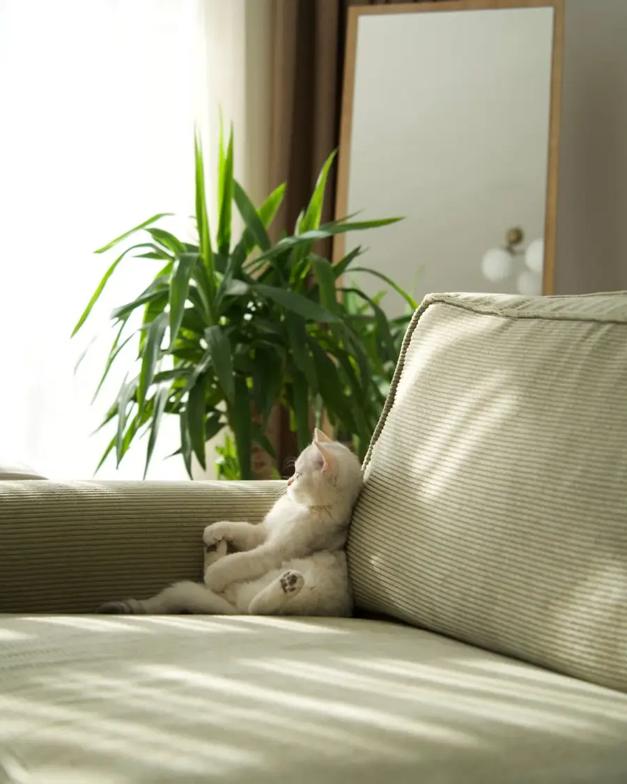 A sunlit living room with a sage green sofa and a large houseplant